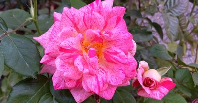 g13/79/738779/3/173937036.84d4ec41.JPEG