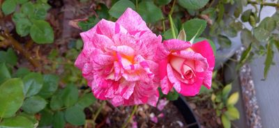 g13/79/738779/3/173937040.8abba7e8.JPEG