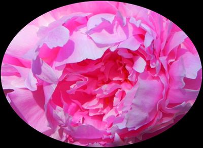 Peony '11