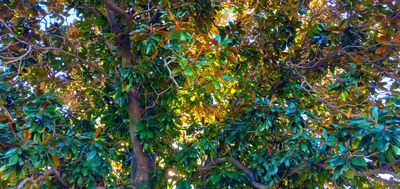 g13/79/738779/3/174375504.a8c00993.JPEG