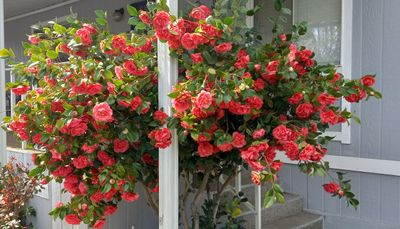 Camellia of Yuba City