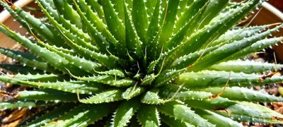 Succulents of Yuba City