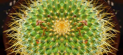 g13/79/738779/3/174425234.d301cdc7.JPEG