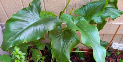 Elephant Ears of YC