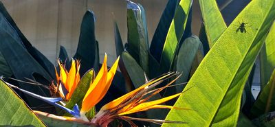 Bird of Paradise & Bee