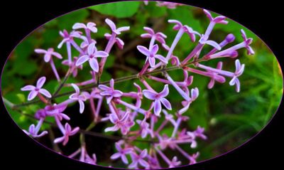 Lilac of YC