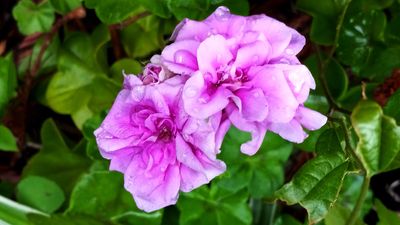 g13/79/738779/3/174478674.60c468b5.JPEG