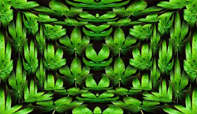 Fatsia Posse