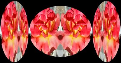 Cathedral Rose Posse