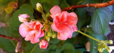 Geraniums of Yuba City