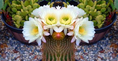 g13/79/738779/3/174504829.eb5d3cf3.JPEG