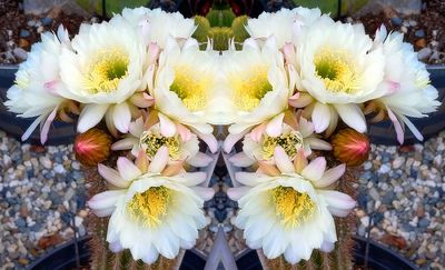 g13/79/738779/3/174504831.88c10dc9.JPEG