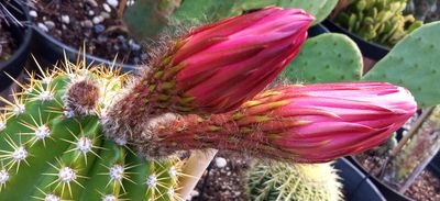 Red Buds