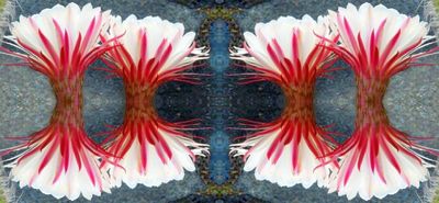 g13/79/738779/3/174507633.b4e6fd26.JPEG