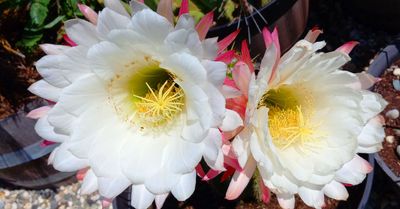 Front Cactus Flowering