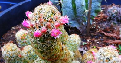 Cactus Flowering