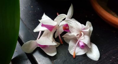 Dropped Petals