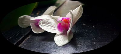 Dropped Petals