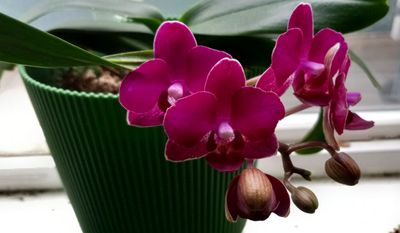 Purple Mini Phals