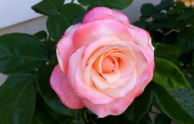g13/79/738779/3/174547535.35db3737.JPEG