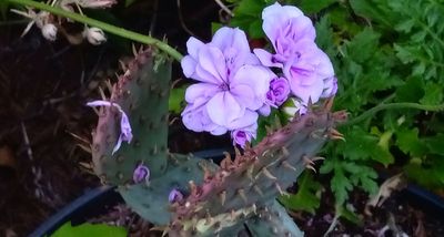 g13/79/738779/3/174550152.307f1744.JPEG