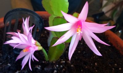 Easter Cactus