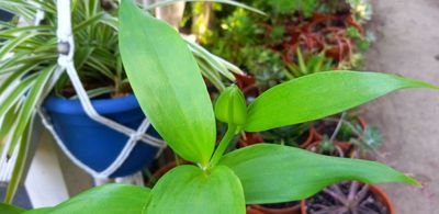 Lily Buds 