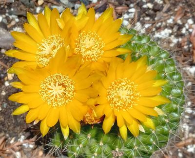 Cactus Yellows