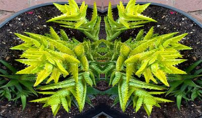 g13/79/738779/3/174571480.d5b5e7e3.JPEG
