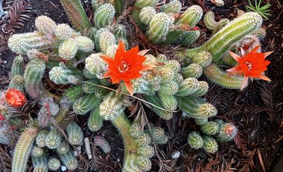 Cactus Orange