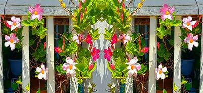 Banisterium