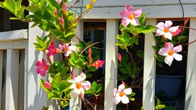 Mandevilla