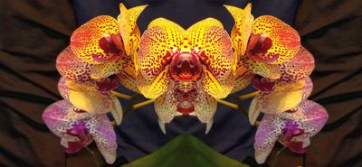 Rhapsody on a Phalaenopsis