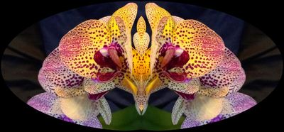g13/79/738779/3/174652798.3c5ef9fd.JPEG