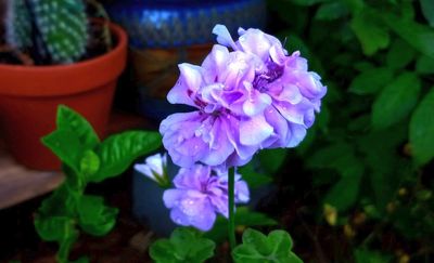 g13/79/738779/3/174675355.2840d337.JPEG