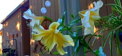 g13/79/738779/3/174675377.54d17100.JPEG