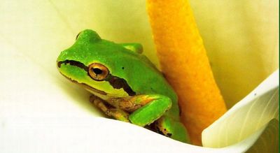 Cascadian Frog