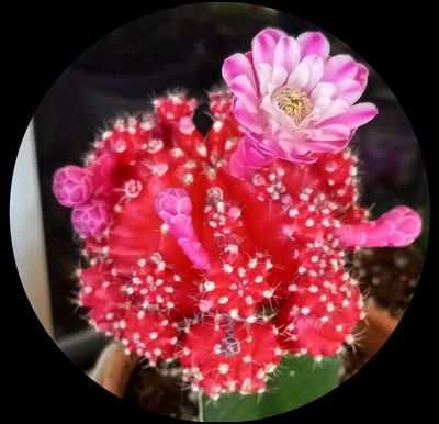 Moon Cacti