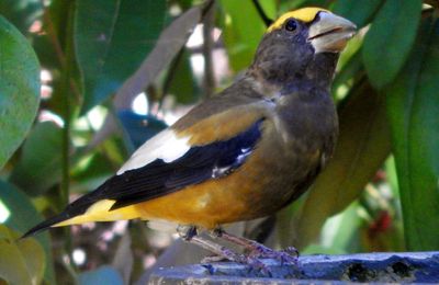 Evening Grosbeak