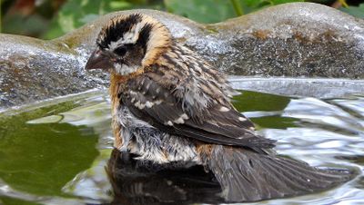Young Grosbeak