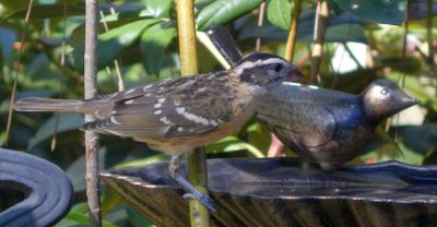 Black-Headed Grosbeaks
