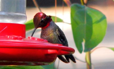 Hummingbirds