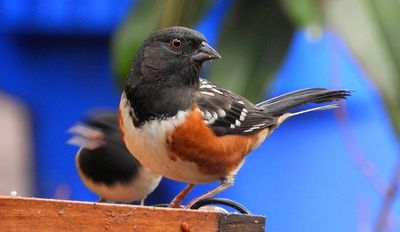 Spotted Towhees