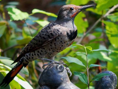 Northern Flicker