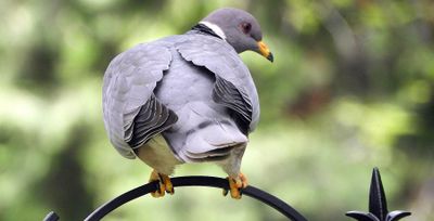 Band-Tailed Pigeon