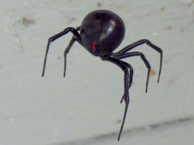 Crawlers
