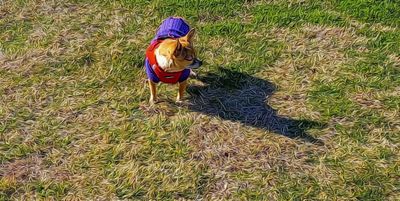 Shadow Work