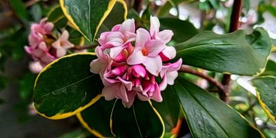 Daphne of YC