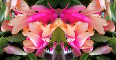 g13/79/738779/3/175226572.5c370277.JPEG