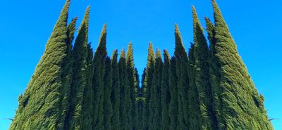 Cypress of YC